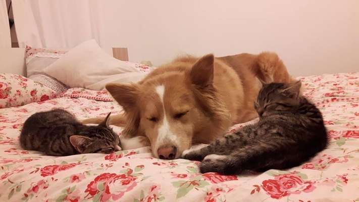 Fotochallenge Nr. 51 "Euer Hund mit anderen Tieren"-Beitrag-Bild