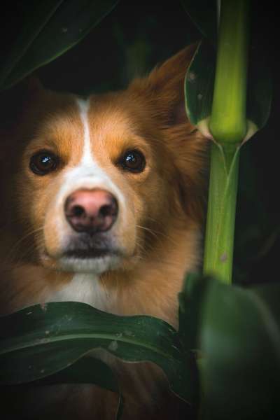 Die Dogorama Kalender Challenge Titelbild-Beitrag-Bild