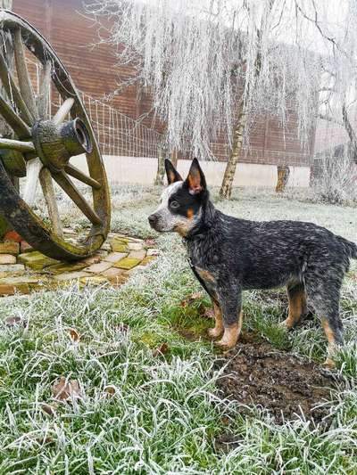 Australian Cattle Dog-Beitrag-Bild