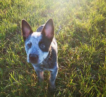 Australian Cattle Dog-Beitrag-Bild