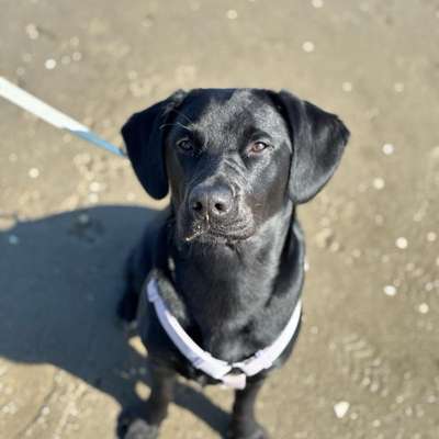 Hundetreffen-Spielen,toben und Gassi-Bild
