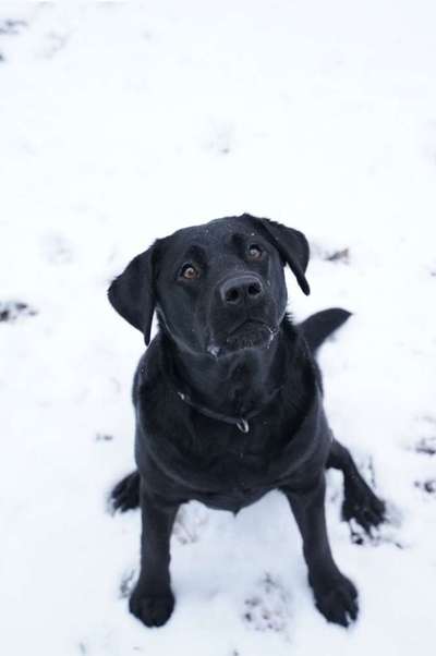 CHALLENGE NR. 19 - Der Hundeblick-Beitrag-Bild