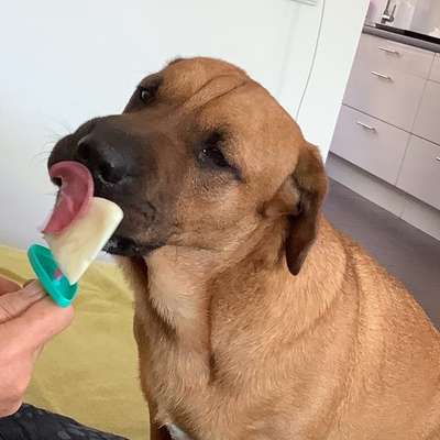 🍦 Hundeeis im Sommer: Abkühlung oder unterschätztes Risiko?-Beitrag-Bild