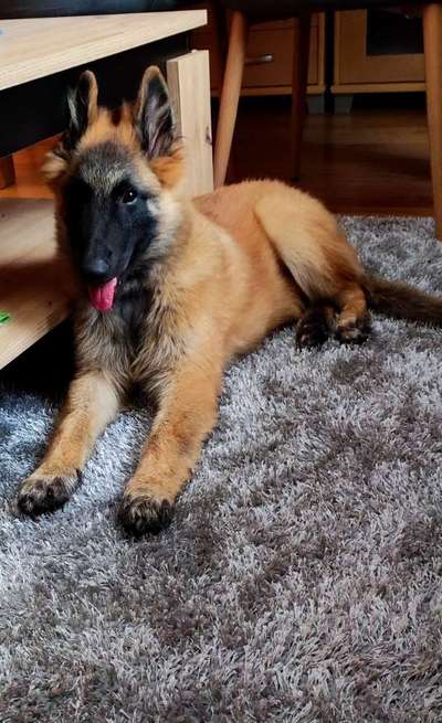 Welpen Bilder !-Beitrag-Bild