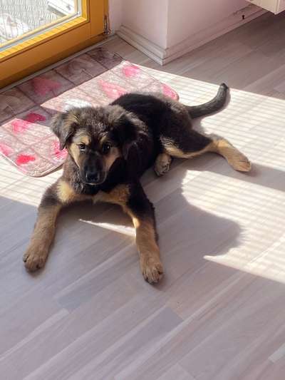 Mischlinge raten - Rätselspaß-Beitrag-Bild