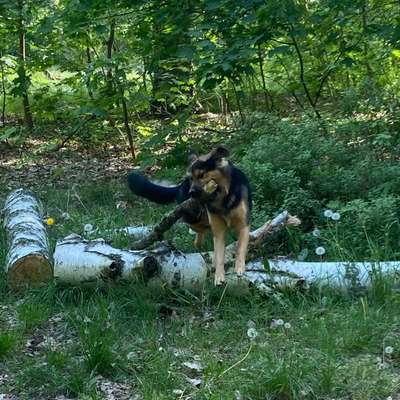 Hundetreffen-Spielfreunde-Bild