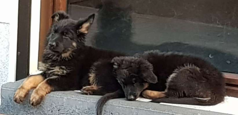 Als Welpen sind sie alle noch süßer-Beitrag-Bild