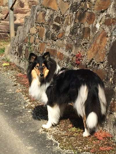 Langhaar Collies-Beitrag-Bild