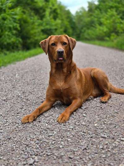 Hundetreffen-Hunde Freunde-Bild