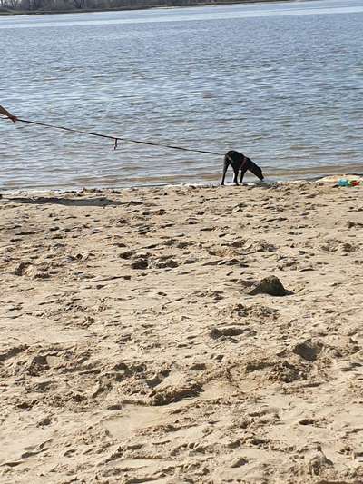 Dogorama-Monats-Challenge-Mai "Wasser"-Beitrag-Bild