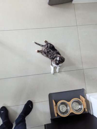 Welpen Bilder !-Beitrag-Bild