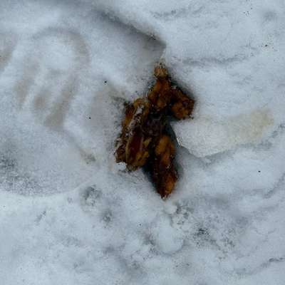 Giftköder-Vermutlicher Giftköder-Bild