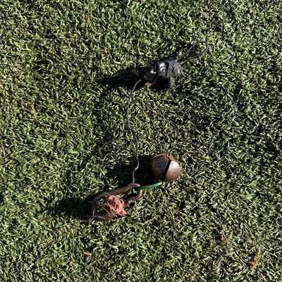 Giftköder-Fallen-Bild