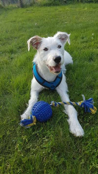 Die Dogorama Wochen Challenge-Beitrag-Bild