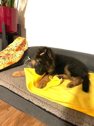 Welpen Bilder !-Beitrag-Bild