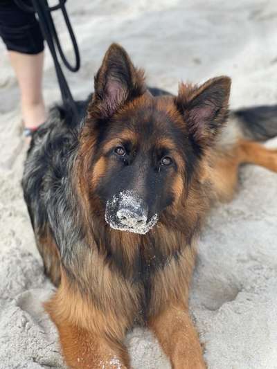 Alles rund um den Schäferhund, diskutieren erwünscht.-Beitrag-Bild