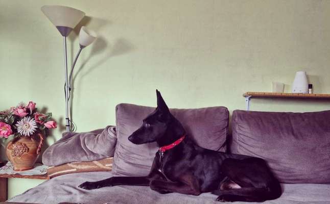 Black dogs are beautiful-Beitrag-Bild