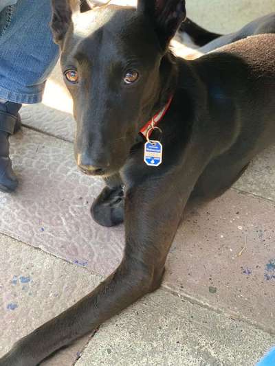 Windhunde - Treffen der besonderen Schönheiten
HERZLICH WILLKOMMEN-Beitrag-Bild