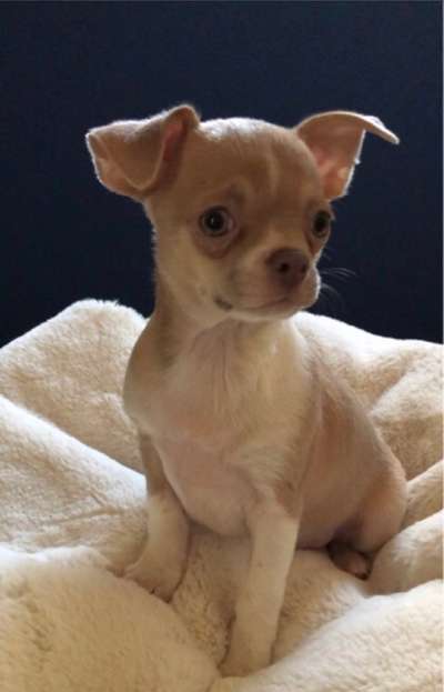 Wo sind die Chihuahua Besitzer ?-Beitrag-Bild
