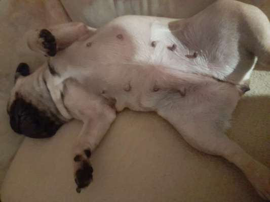 Französische Bulldoggen-Beitrag-Bild