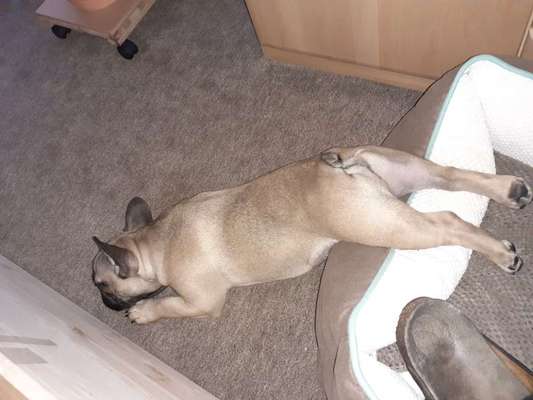 Französische Bulldoggen-Beitrag-Bild