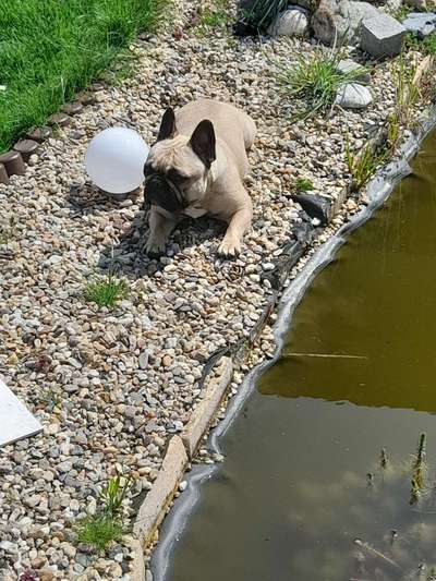 Französische Bulldoggen-Beitrag-Bild