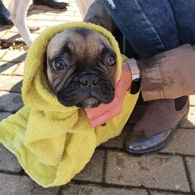 Französische Bulldoggen-Beitrag-Bild