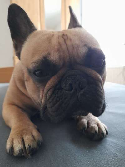 Französische Bulldoggen-Beitrag-Bild