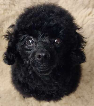 Hunde Memes-Beitrag-Bild