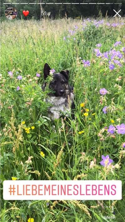 Hundetreffen-Spazieren-Bild