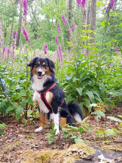 Die Dogorama Wochen Challenge: “Dein Hund im Urlaub”-Beitrag-Bild