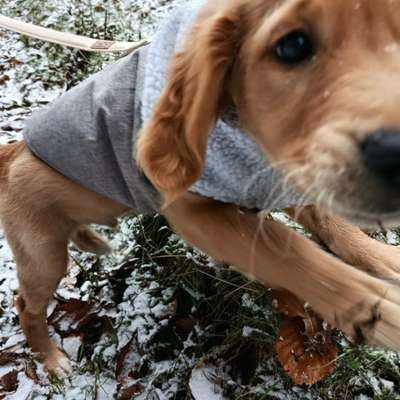 aktuelles Foto Gruppe Golden Retriever