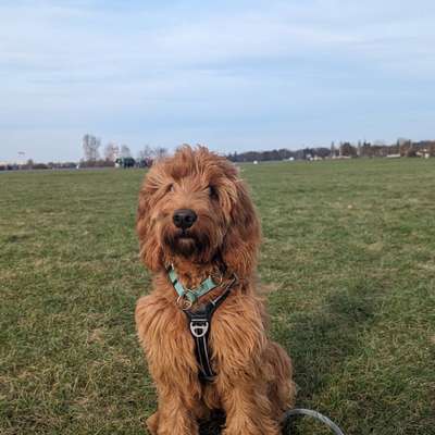 Hundetreffen-Spiel und Training auf dem Tempelhofer Feld-Bild