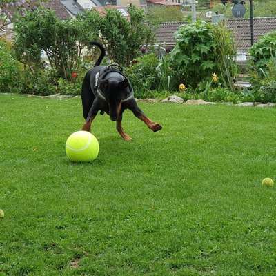 Hundetreffen-Spielen und Toben-Bild