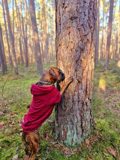 Deutsche Boxer-Beitrag-Bild