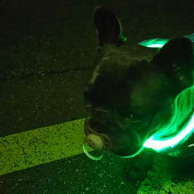 aktuelles Foto Gruppe Französische Bulldogge