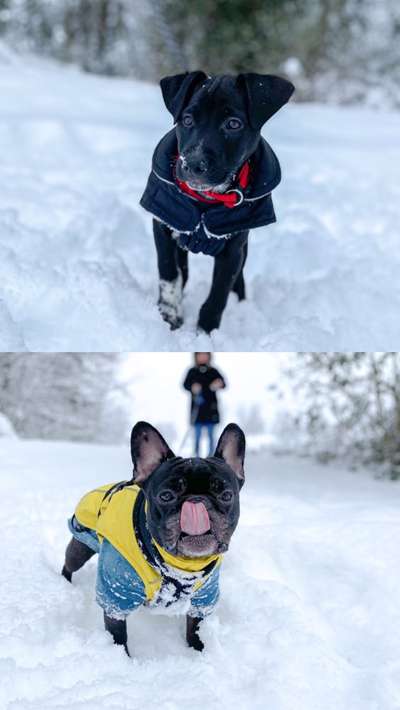 Zeigt mal die schönsten Bilder von euren Hunden !-Beitrag-Bild