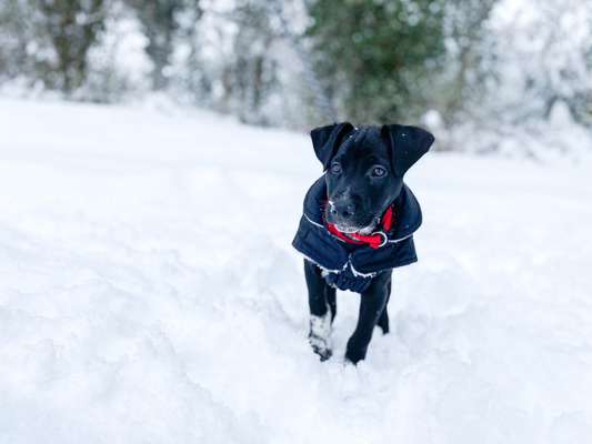 Welpen Bilder !-Beitrag-Bild