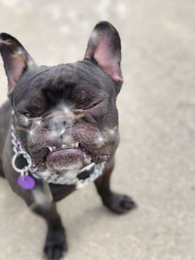 Lustigsten Grimassen von euren Hunden-Beitrag-Bild