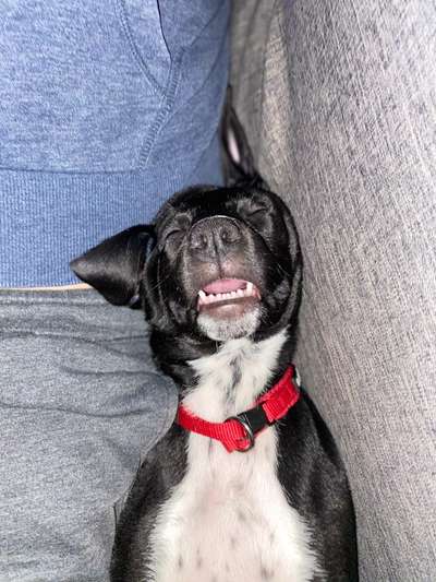 Lustigsten Grimassen von euren Hunden-Beitrag-Bild