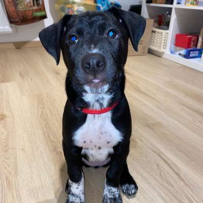 Labradorfans-Beitrag-Bild