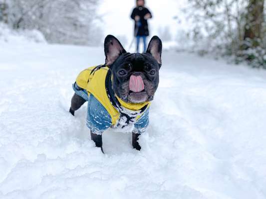 Französische Bulldoggen-Beitrag-Bild