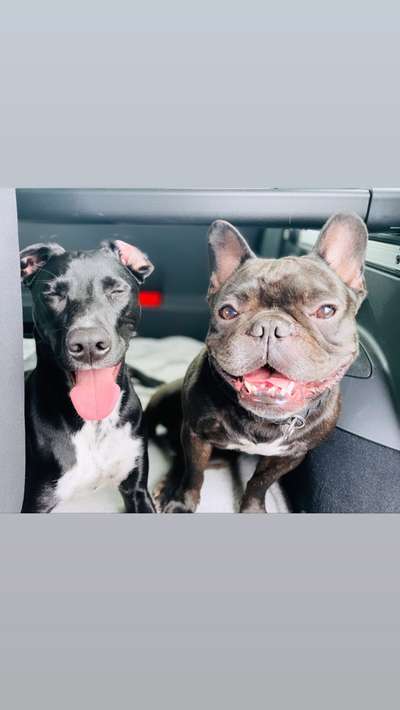 Die Dogorama Wochen Challenge-Beitrag-Bild