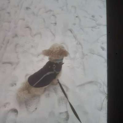 Hundetreffen-Hundetreff-Bild