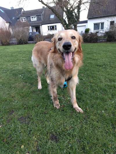 Hundetreffen-Gemeinsam Spielen und Spazieren-Bild