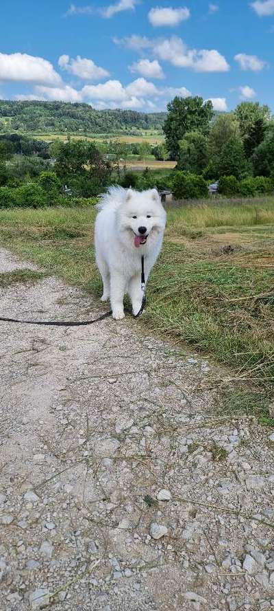 Hundetreffen-Hundetreffen-Bild