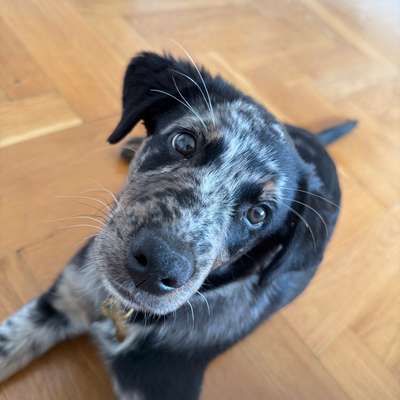 Hundetreffen-Play date/ Walk for puppies Orelliweg-Bild