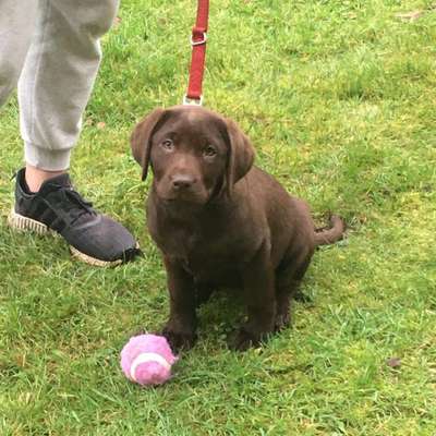 Welpen Bilder !-Beitrag-Bild