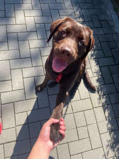 Labradorfans-Beitrag-Bild