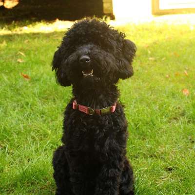 Hundetreffen-Suche Hundefreunde für Betty-Bild